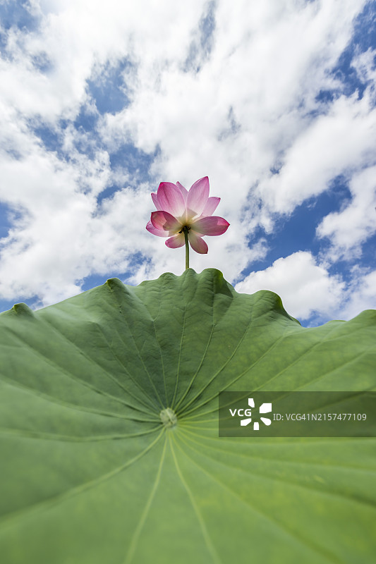 韩国忠清南道 부여군 궁남지的莲花与红莲图片素材