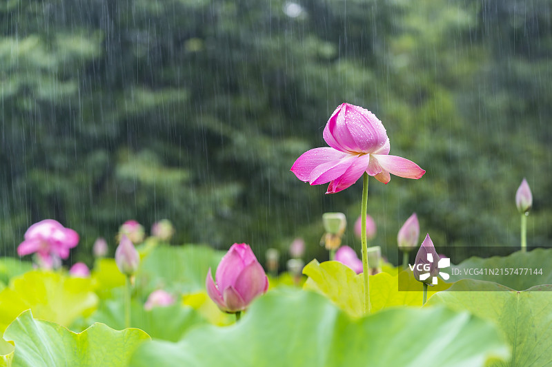 忠清南道扶余郡宫南池的雨中荷花图片素材