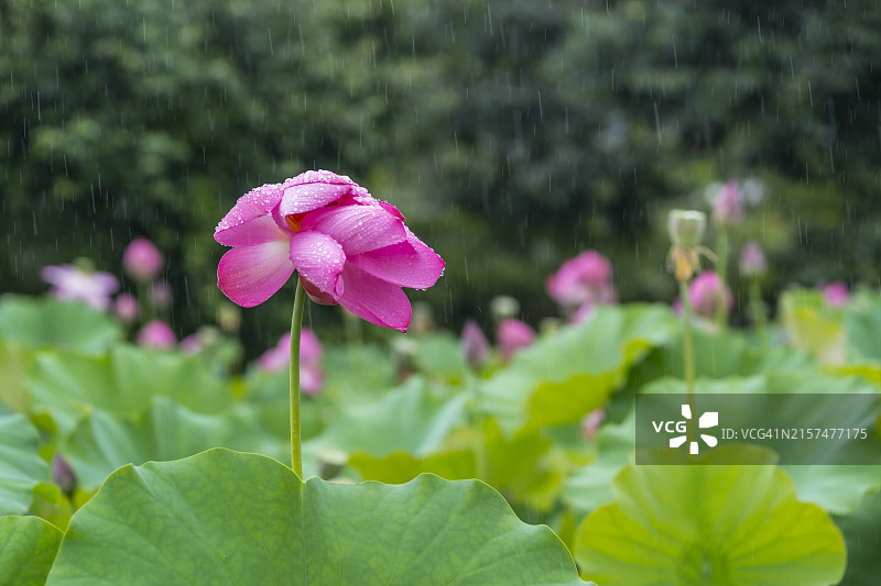 忠清南道扶余郡宫南池的雨中荷花图片素材