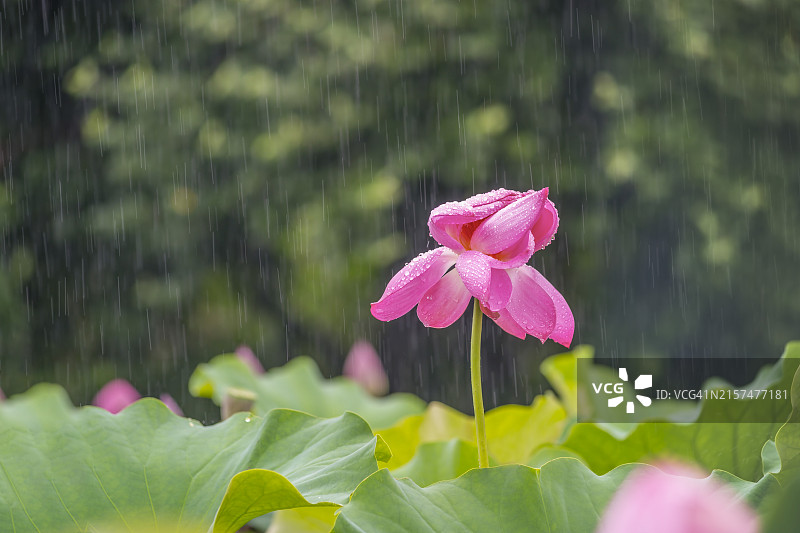 忠清南道扶余郡宫南池的雨中荷花图片素材