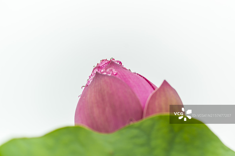 忠清南道扶余郡宫南池的雨中荷花图片素材