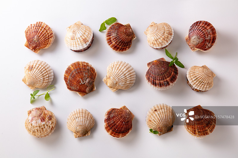 扇贝图片素材