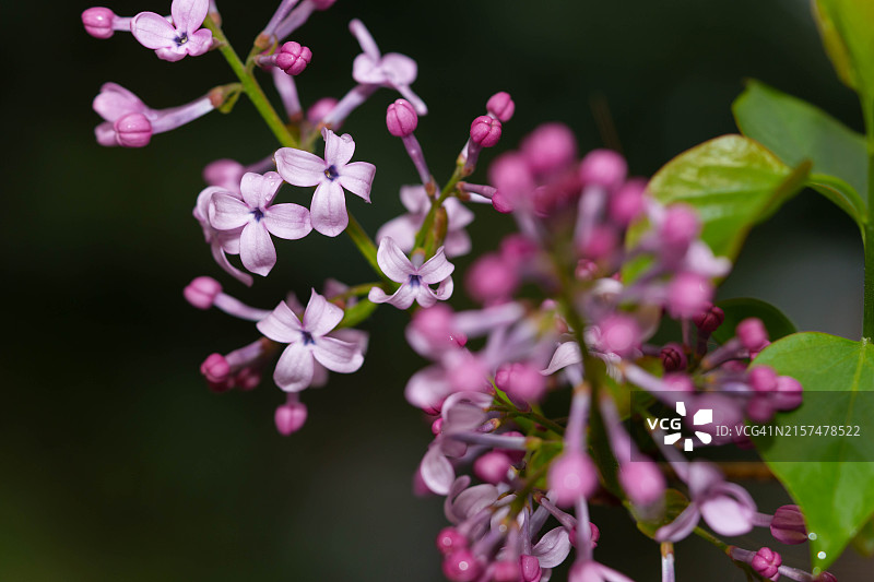 淡紫色图片素材