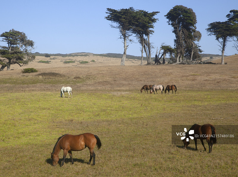 两匹枣骝马在田野里吃草，背景是蒙特雷柏树图片素材