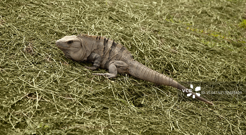棕色鬣蜥在绿草地上爬行图片素材