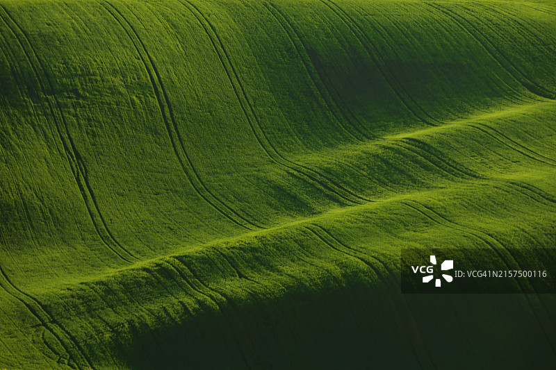 捷克南摩拉维亚绿色田野的极简童话景观图片素材