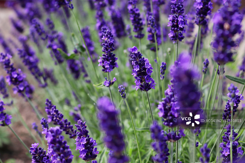 迷人的薰衣草花图片素材