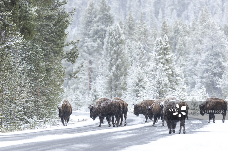 正在穿过道路的美洲野牛图片素材