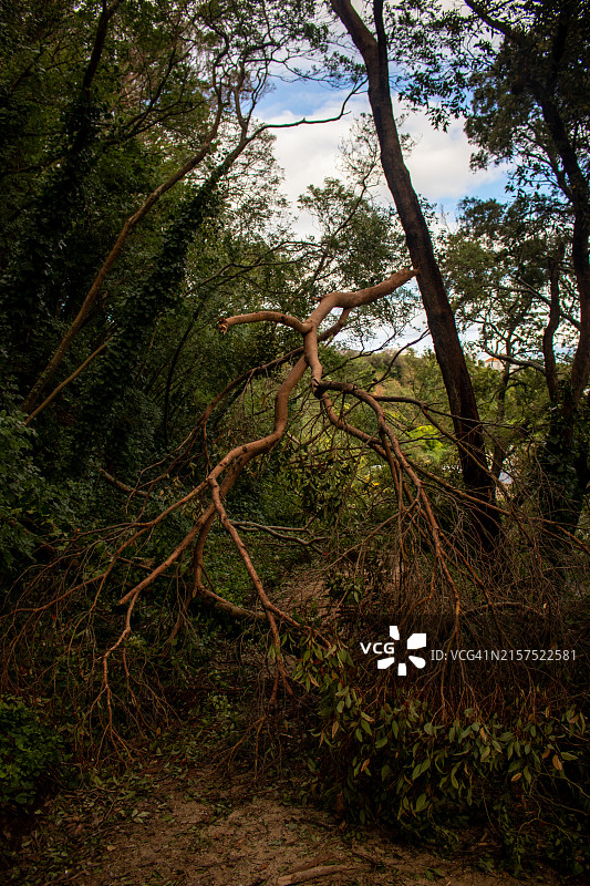 在加布里埃尔旋风期间倒下的一棵树，阻挡了内皮尔植物园的旧军事轨道图片素材