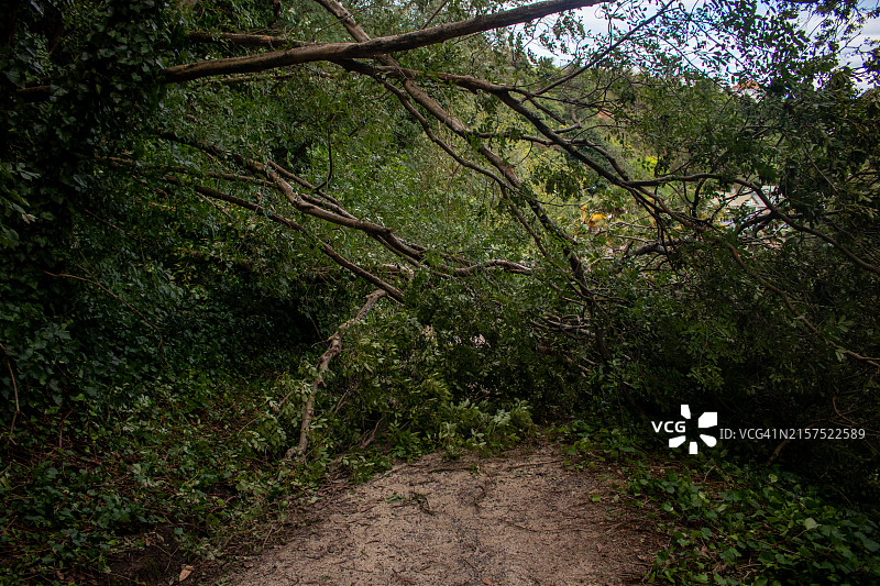 在加布里埃尔旋风期间倒下的一棵树，阻挡了内皮尔植物园的旧军事轨道图片素材