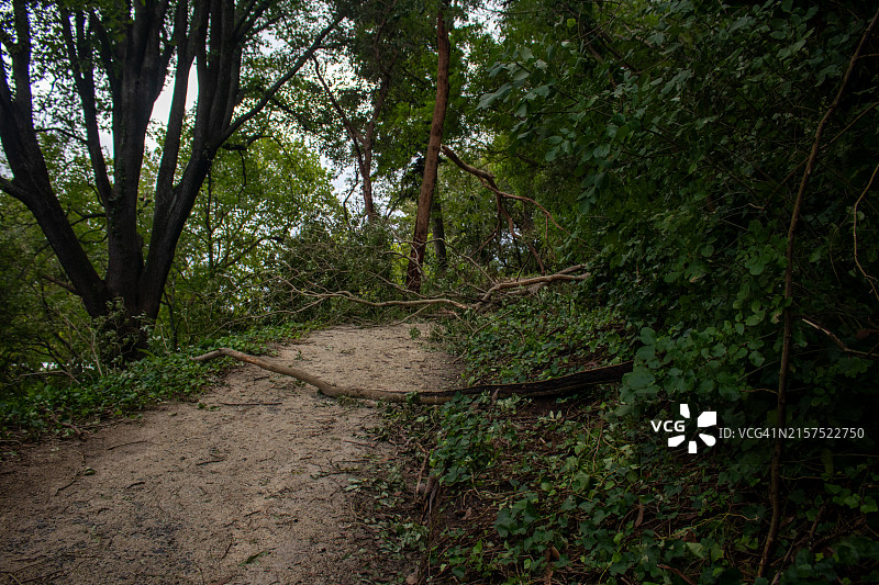 在加布里埃尔旋风期间倒下的一棵树，阻挡了内皮尔植物园的旧军事轨道图片素材