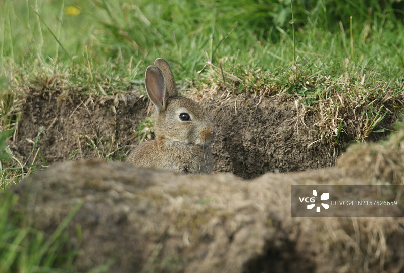 可爱的小野兔宝宝坐在洞穴入口图片素材