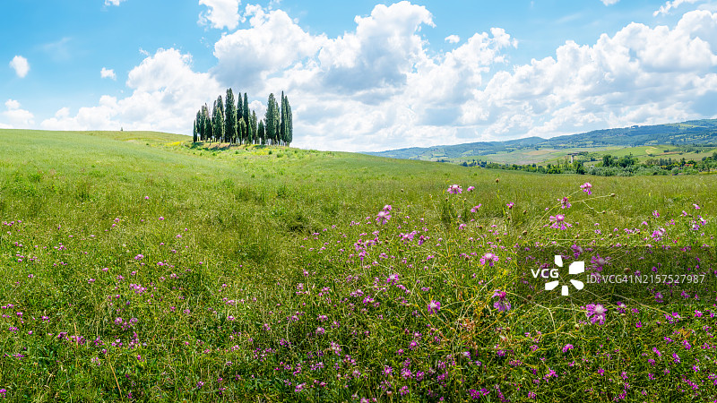 意大利圣奎里科多尔恰的柏树林图片素材