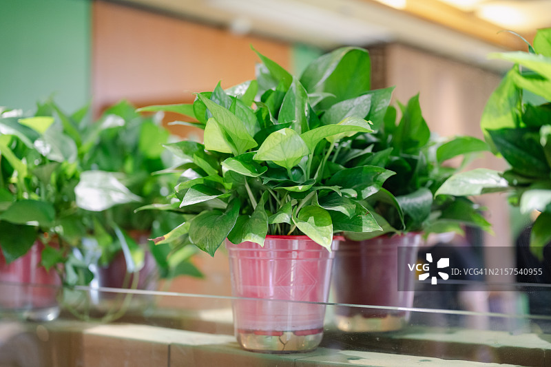 室内生长的绿色植物：绿萝图片素材