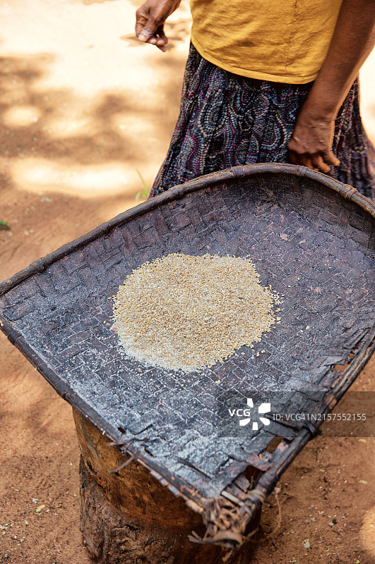 斯里兰卡，在草篮里筛米的女人图片素材