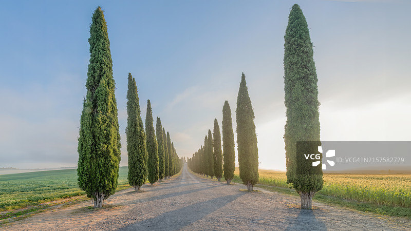 意大利圣奎里科多尔恰的柏树林图片素材