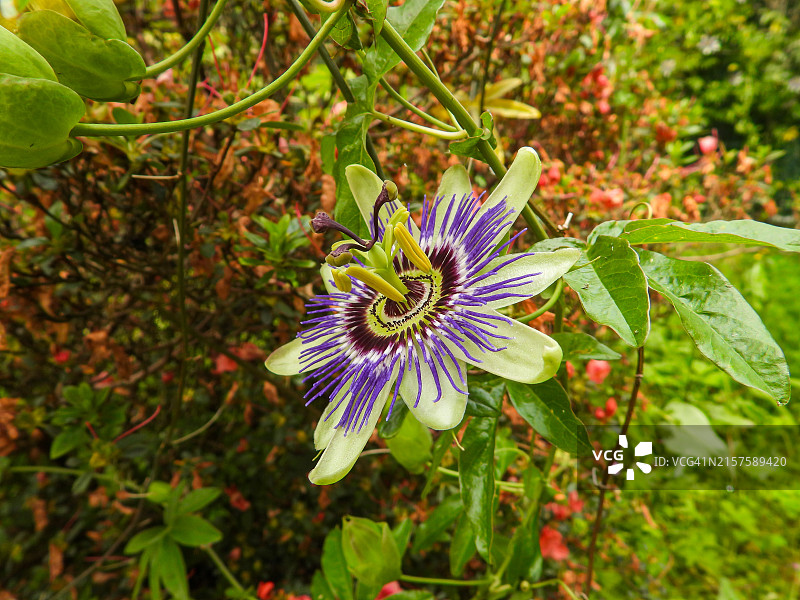 西番莲图片素材