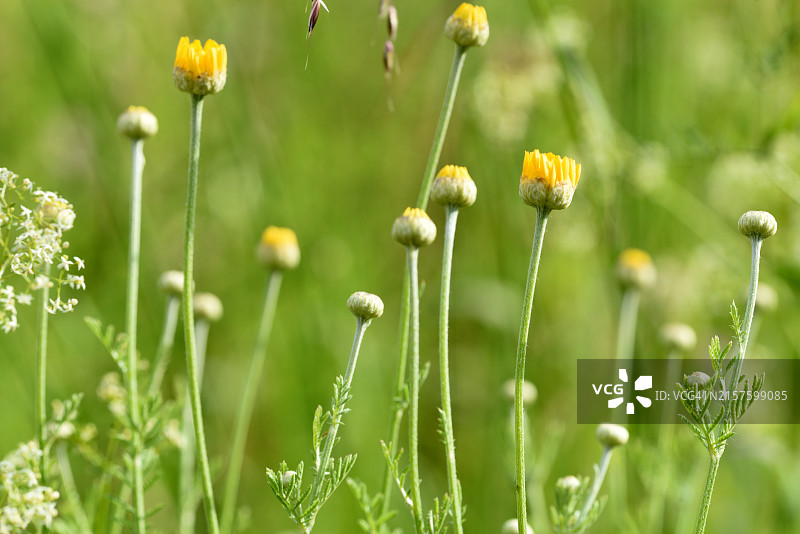萌芽的染色黄菊图片素材