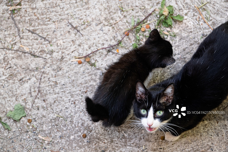 可爱的小黑猫和一只小猫坐在街上，用大大的绿眼睛看着。美丽的流浪猫图片素材