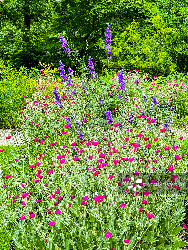 巴特拉姆花园的玫瑰锦葵图片素材