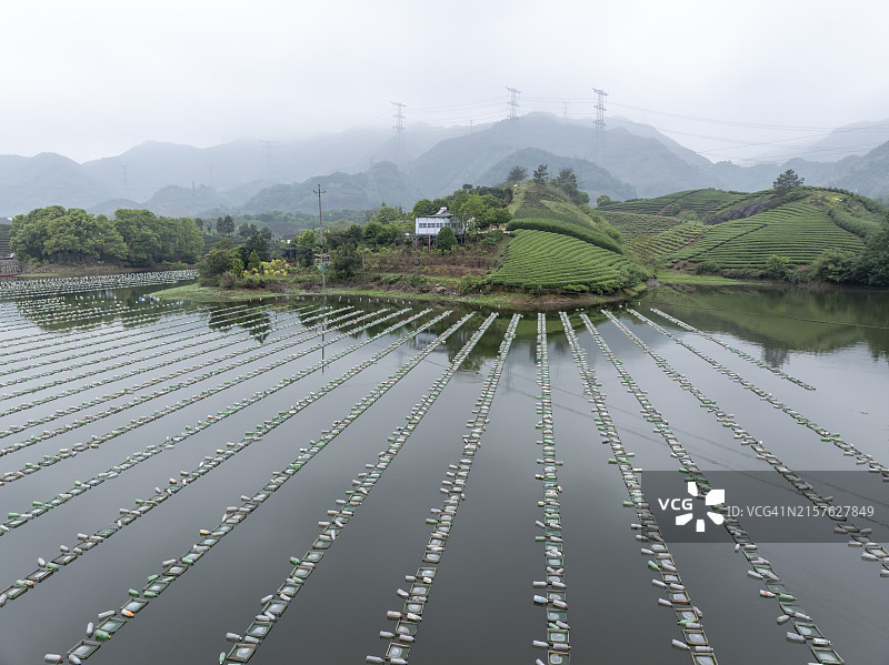 水库贻贝养殖图片素材