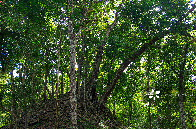 危地马拉弗洛雷斯亚什哈考古遗址上的雨林图片素材