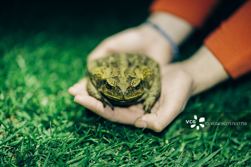 夏威夷大岛上的野生青蛙图片素材