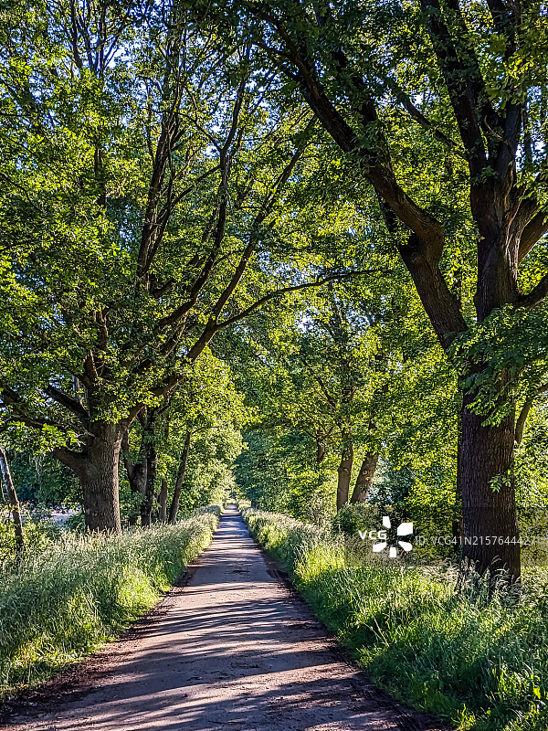 两旁是橡树的乡村道路图片素材