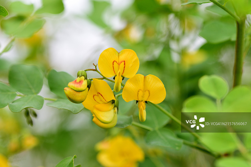 木蝴蝶豆图片素材