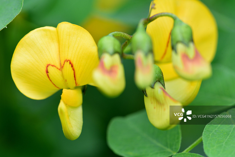 木蝴蝶豆图片素材