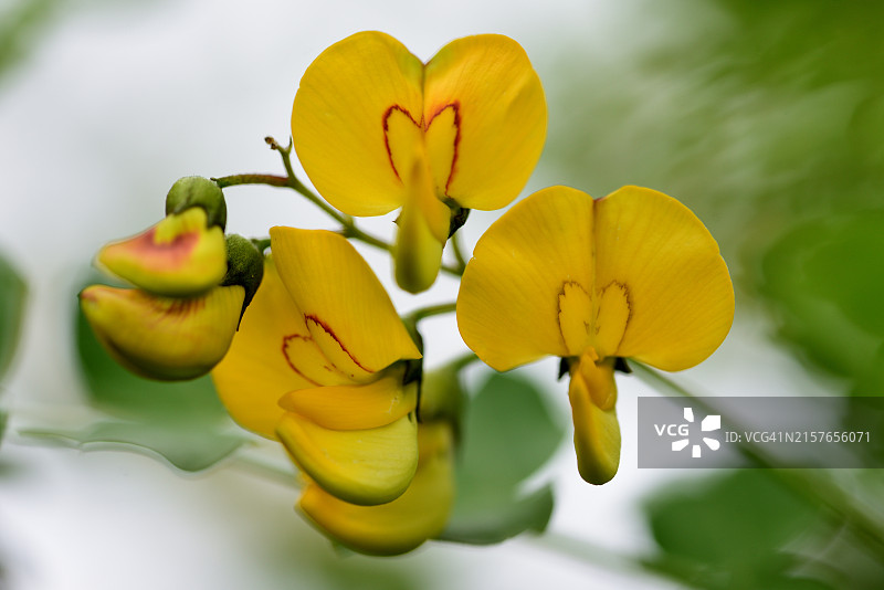 木蝴蝶豆图片素材