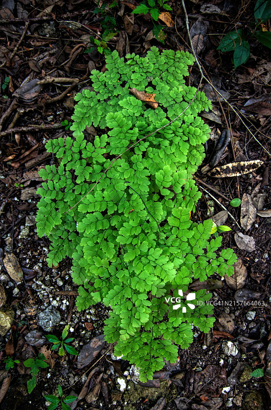 生长在雨林地面的铁线蕨图片素材