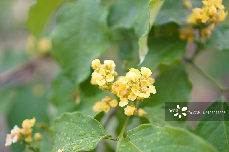 花园中盛开的黄色花生酱橙色花生酱果树，美食图片素材