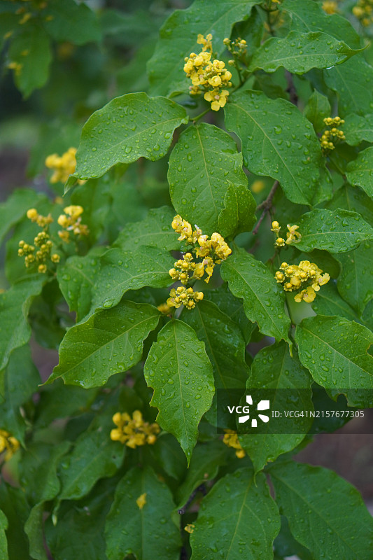 橙色花生酱果树在花园中盛开图片素材