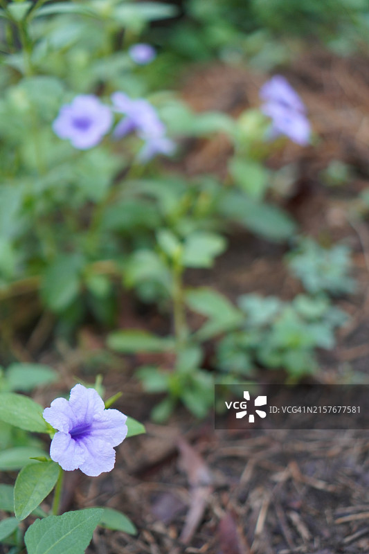 紫色矮牵牛花花园自然风光图片素材