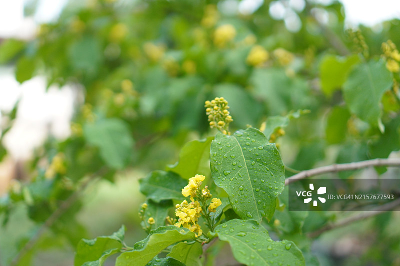 花园中盛开的黄色花生酱橙色花生酱果树，美食图片素材