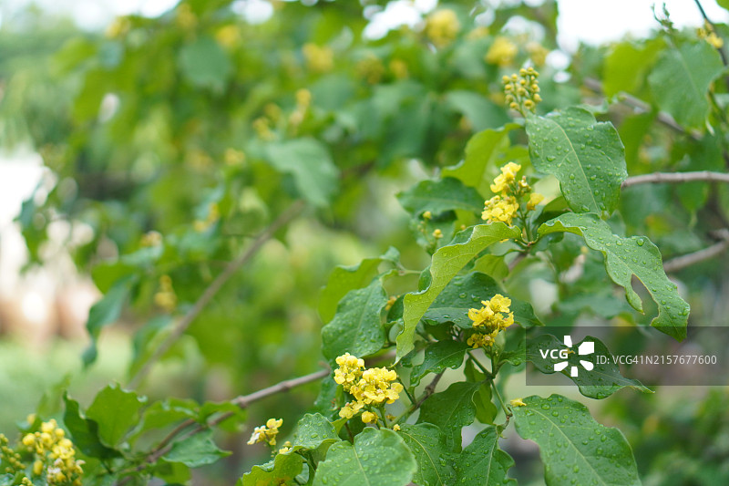 花园中盛开的黄色花生酱橙色花生酱果树，美食图片素材