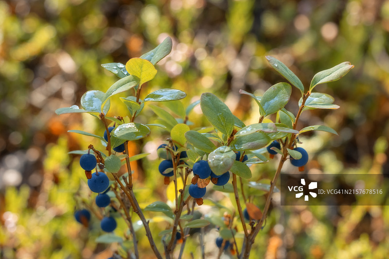森林灌木丛中生长的野生蓝莓特写图片素材