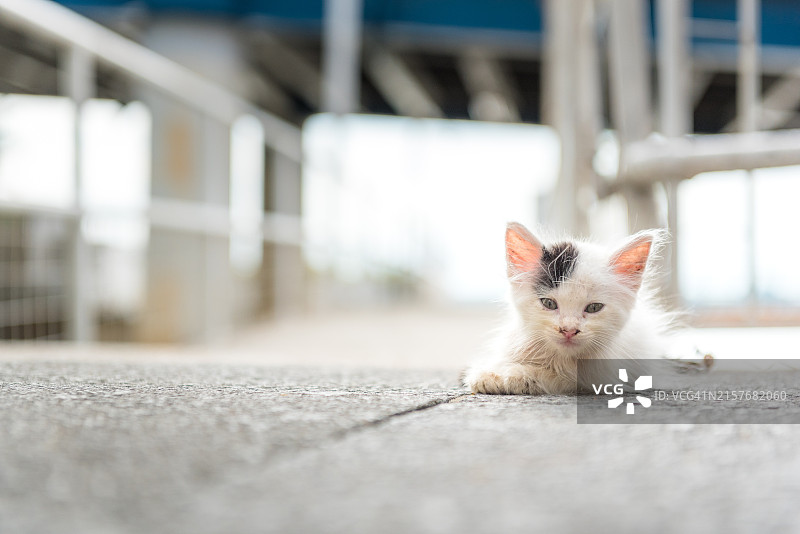 瓜亚基尔街猫图片素材