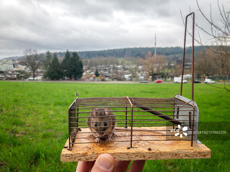 被捕获的老鼠图片素材