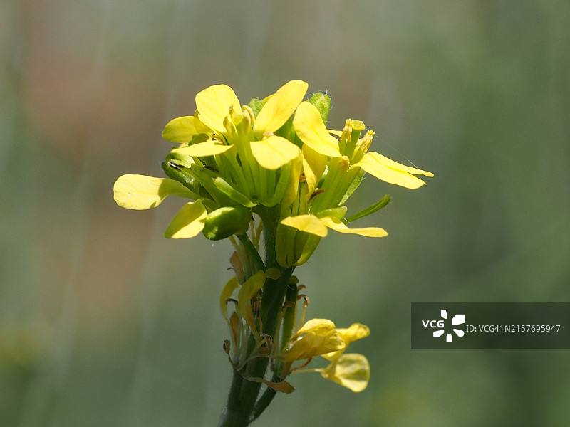 短角芥菜图片素材