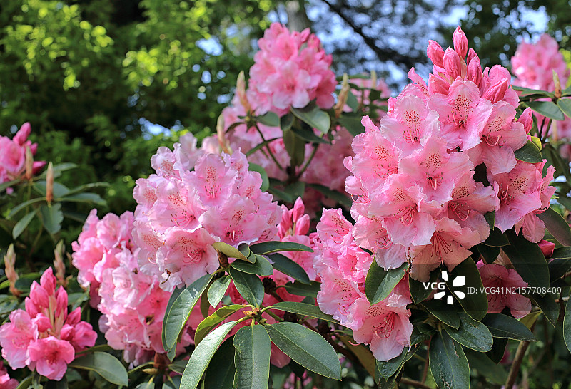 粉色杜鹃花图片素材