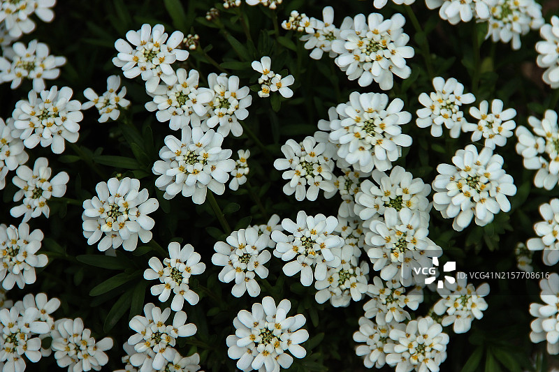 常绿屈曲花（Iberis Sempervirens）图片素材