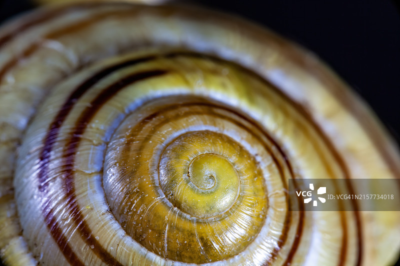 蜗牛壳图片素材