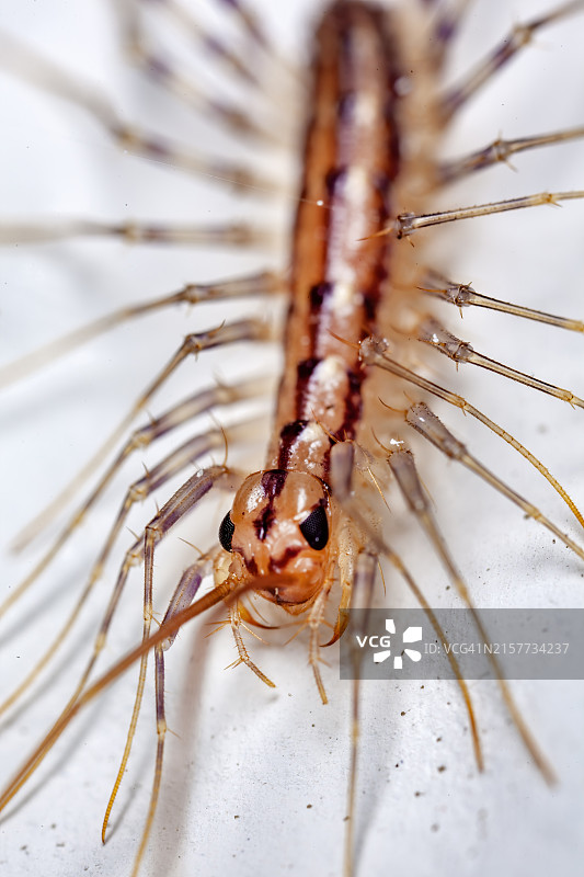 房屋蜈蚣图片素材