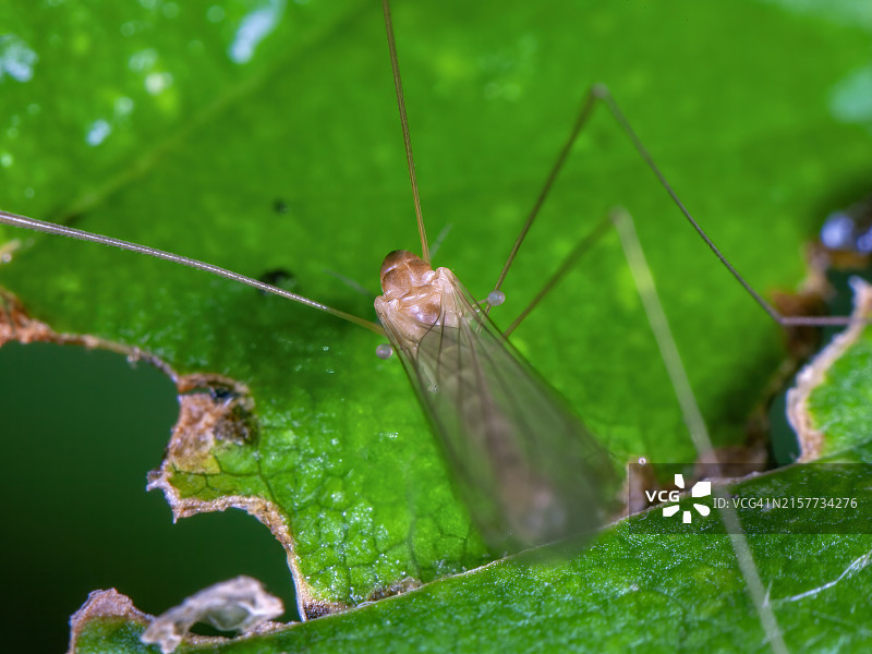 芦苇海桐图片素材