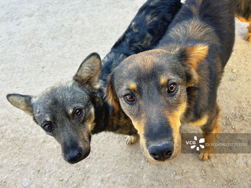 街头流浪狗特写图片素材