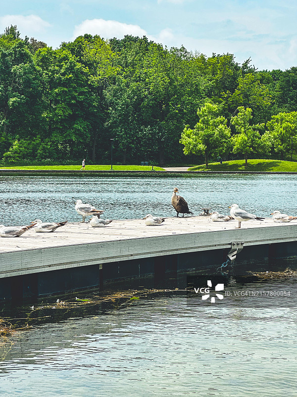 蒙特利尔的海狸湖图片素材
