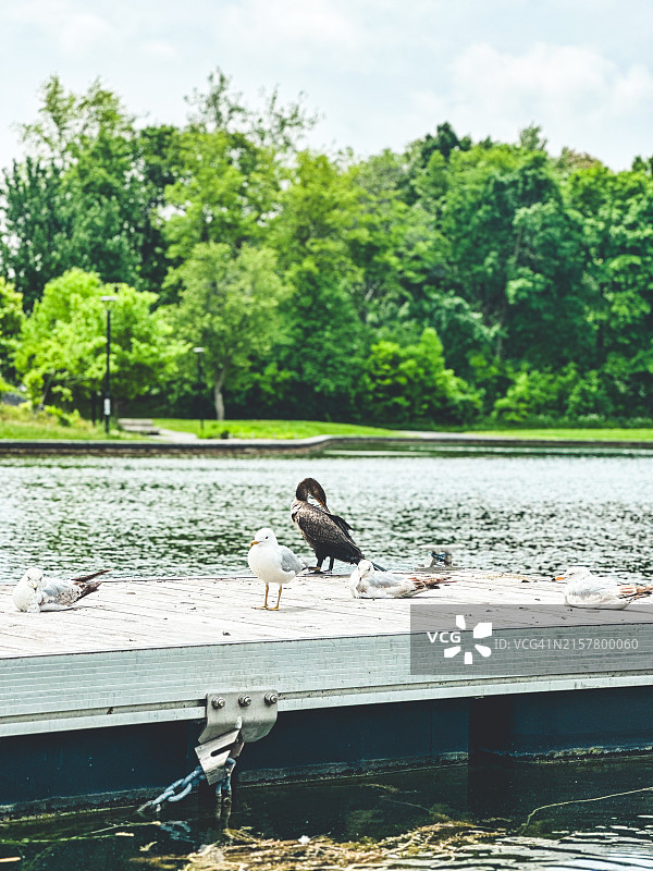 蒙特利尔的海狸湖图片素材