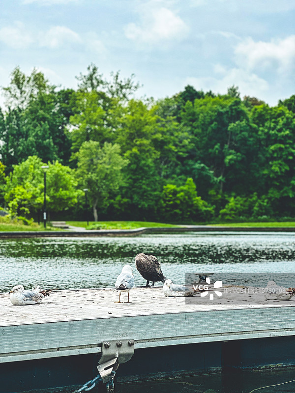 蒙特利尔的海狸湖图片素材